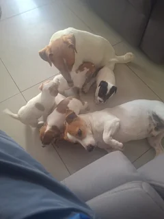 Jack Russell puppies
