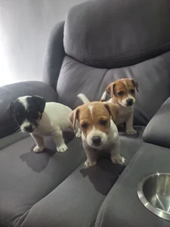 Jack Russell puppies