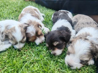 Adorable Havanese Puppies