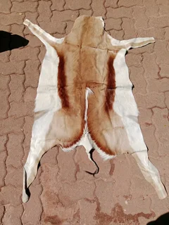 Springbok rug 96Nov25