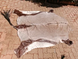 Gemsbok hide skin 97Nov25