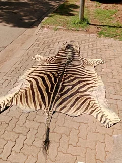 Zebra hide skin rug 98Nov25