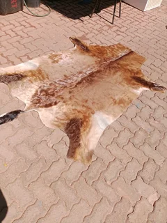 Nguni cow hide skin 99Nov25