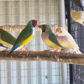 Gouldian Finch Birds