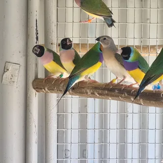 GOULDIAN FINCH BIRDS