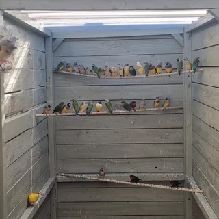 GOULDIAN FINCH BIRDS