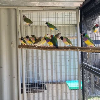 GOULDIAN FINCH BIRDS