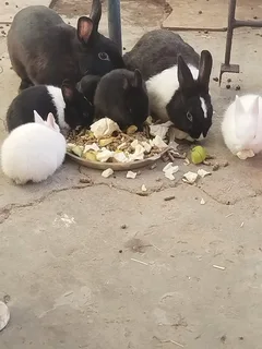 Bunnies for free