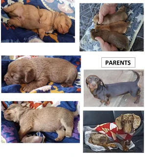 Miniature dachshund males