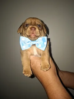 Miniature dachshund males