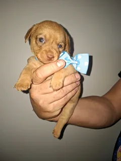 Miniature dachshund males