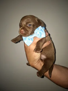 Miniature dachshund males