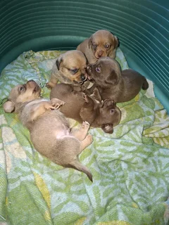 Miniature dachshund males