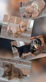 Dachshund males