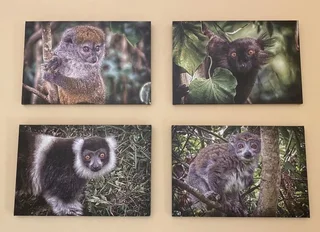 Lemurs on canvas
