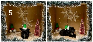 Yorkshire Territor puppy