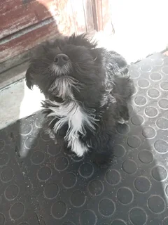 Yorkshire Territor puppy