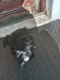 Yorkshire Territor puppy