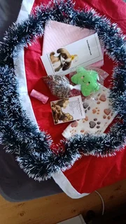 Yorkshire Territor puppy