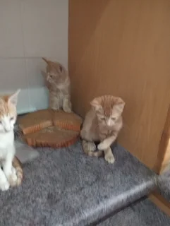 Healthy Kittens - Ad posted by Chandi Ramdeen