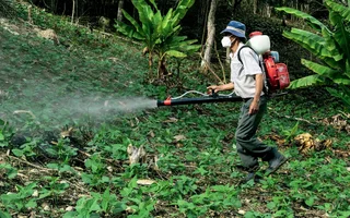 Fumigation services