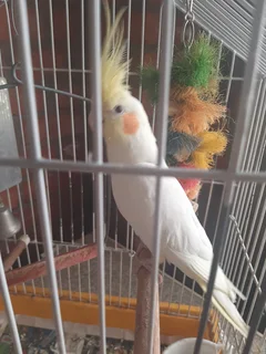 Male Cockatiel