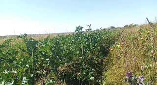 A Plot at Mahlabathini Village Kwamhlanga Ideal for Planting Vagitable for Sale