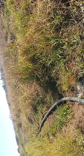 A Plot at Mahlabathini Village Kwamhlanga Ideal for Planting Vagitable for Sale