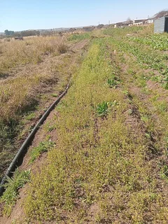 A Plot at Mahlabathini Village Kwamhlanga Ideal for Planting Vagitable for Sale