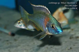 Malawi fish Lethrinops Rainbow