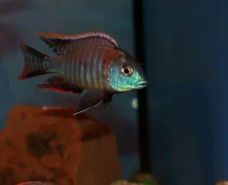 Malawi fish Lethrinops Rainbow