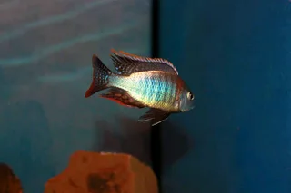 Malawi fish Lethrinops Rainbow