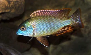 Malawi fish Lethrinops Rainbow