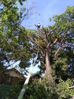 Tree Felling Services And Stump Removal