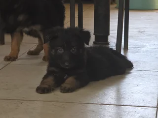 German Shepherd Puppies