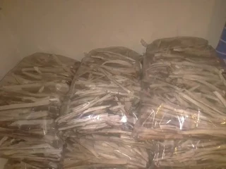 Port Jackson Firestarters