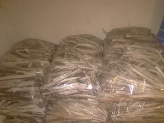 PORT-JACKSON FIRESTARTERS