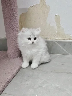 Persian kittens