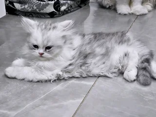Persian kittens