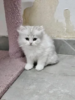 Persian kittens