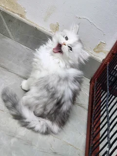 Persian kitten
