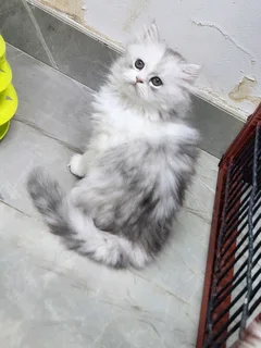 Persian kitten