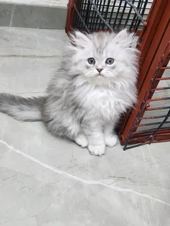 Persian kitten