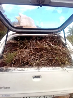 Garden - Ad posted by Walter Mushonga