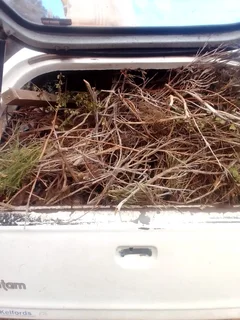 Garden - Ad posted by Walter Mushonga