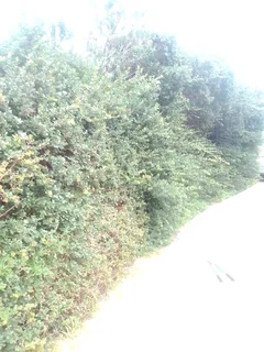 Garden - Ad posted by Walter Mushonga