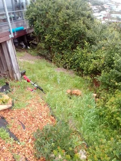 Garden - Ad posted by Walter Mushonga