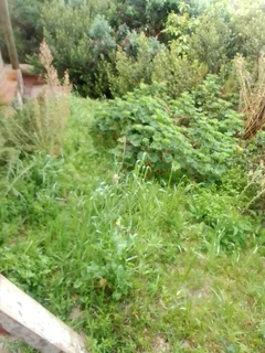 Garden - Ad posted by Walter Mushonga