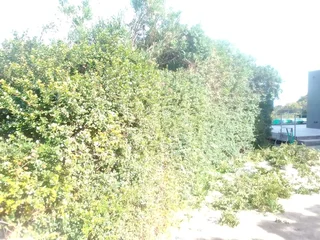 Garden - Ad posted by Walter Mushonga