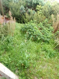 Garden - Ad posted by Walter Mushonga